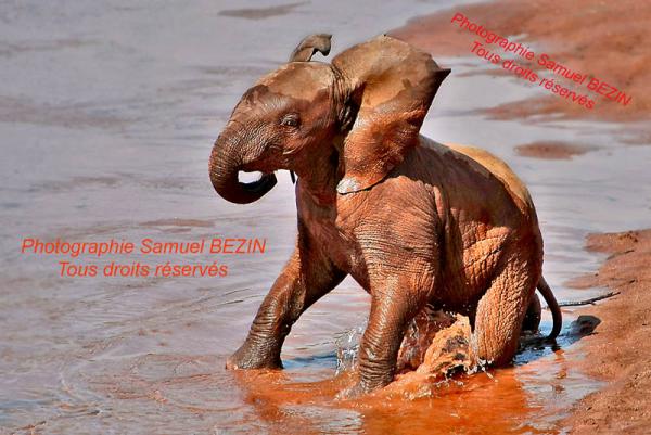 Baby elephant in Water