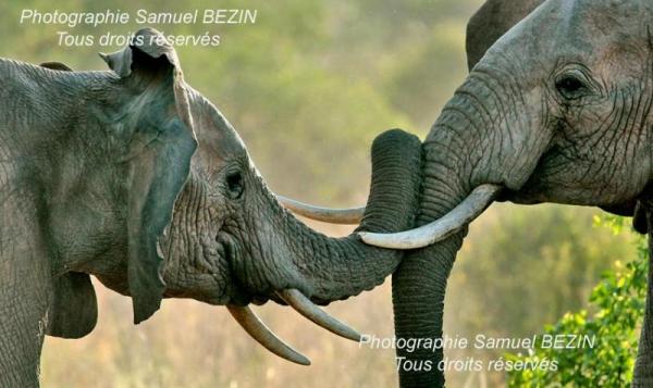 Elephants fight in Samburu