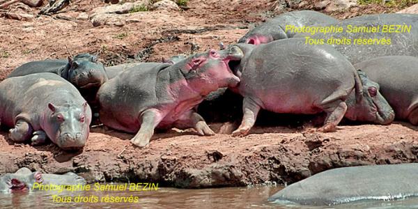 Fighting Hippos-1
