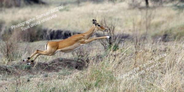 Jumping Gazelle 2008