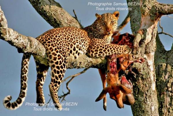 Leopard on tree in MM#2009