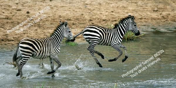 Running Zebras - Tz1