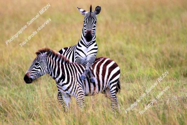 Zebra dominating younger one