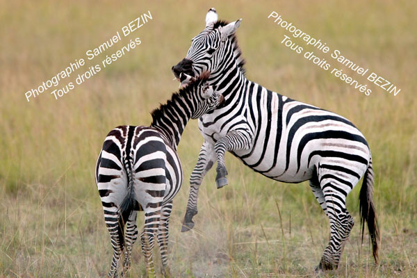 Zebras Fighting in MM