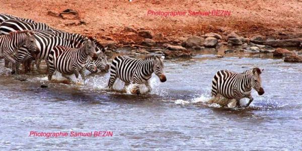 Zebras crossing the river
