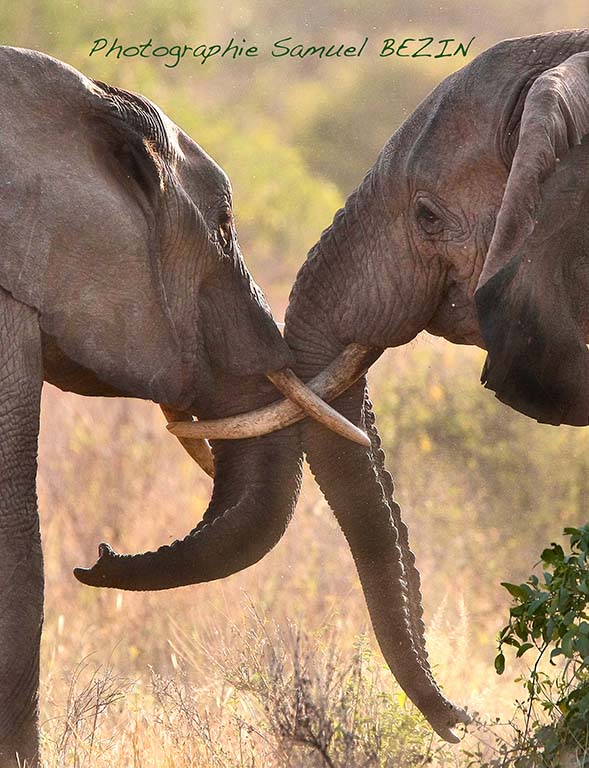 Elephants Crossing Trunks
