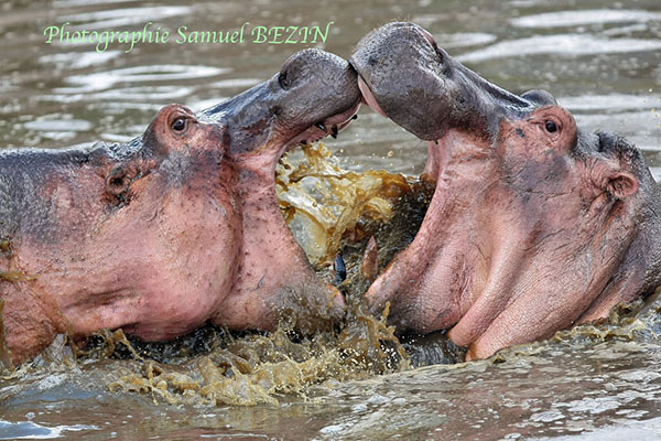 Hippo Kissing