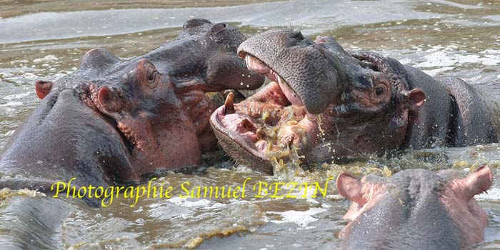 hippos games