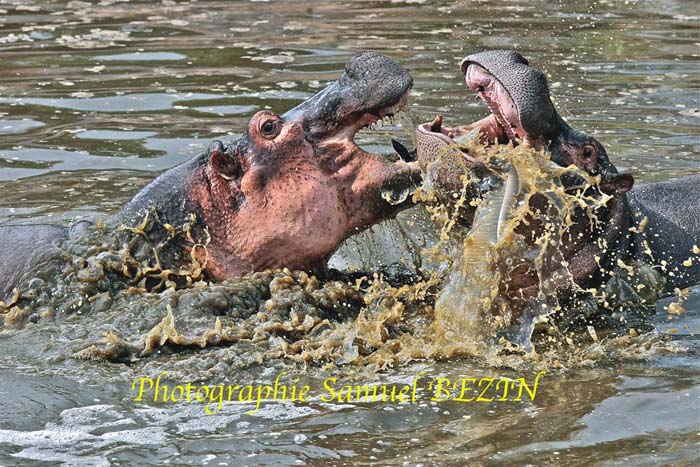 Hippos 0353