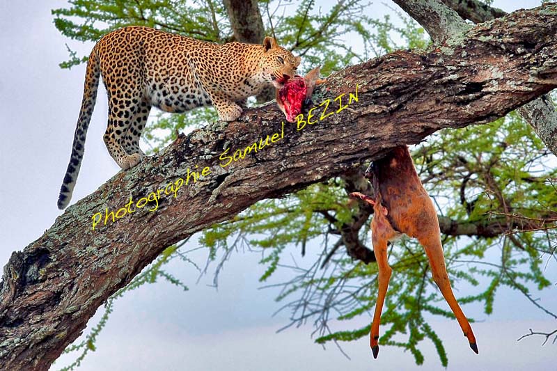 Leopard Eating Prey 226