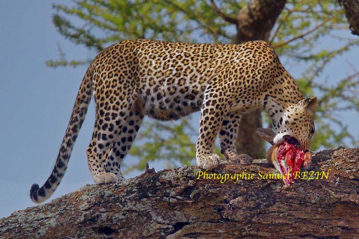 Leopard Having Lunch 639