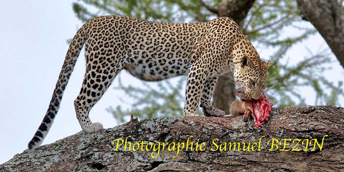 Leopard Having Lunch 677