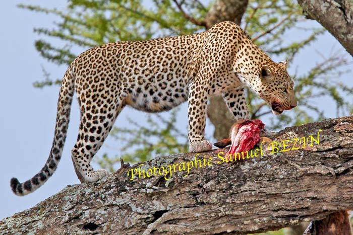 Leopard With Prey 695