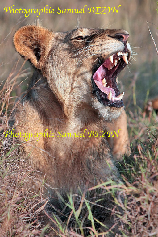 Portrait of Lion Yawning = 189