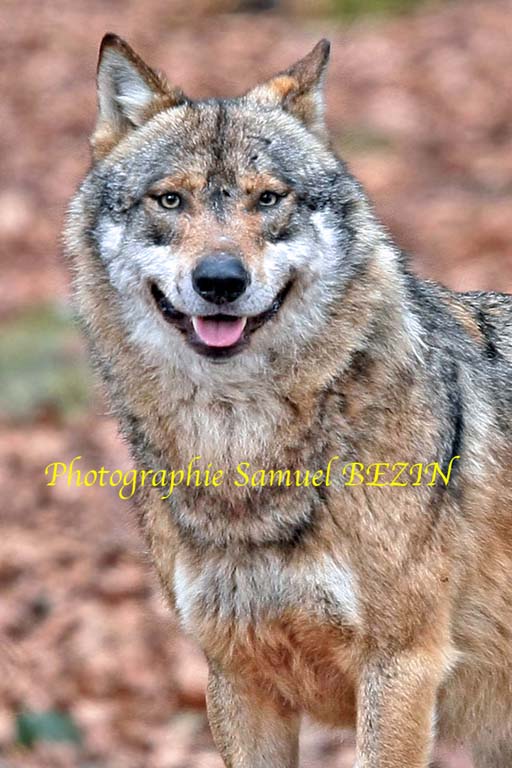 Portrait of Wolf 33